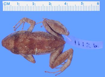 Media type: image; Herpetology A-11126
